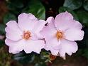 (37) old rose